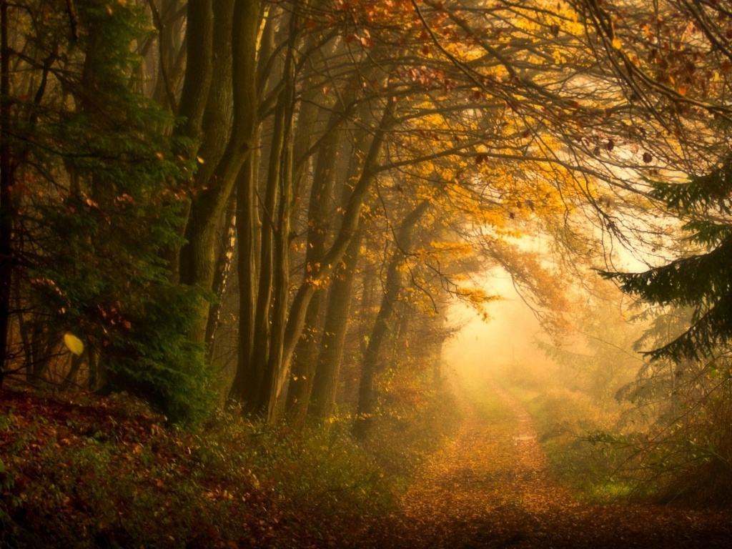 Дорожка заваленная листьями обои