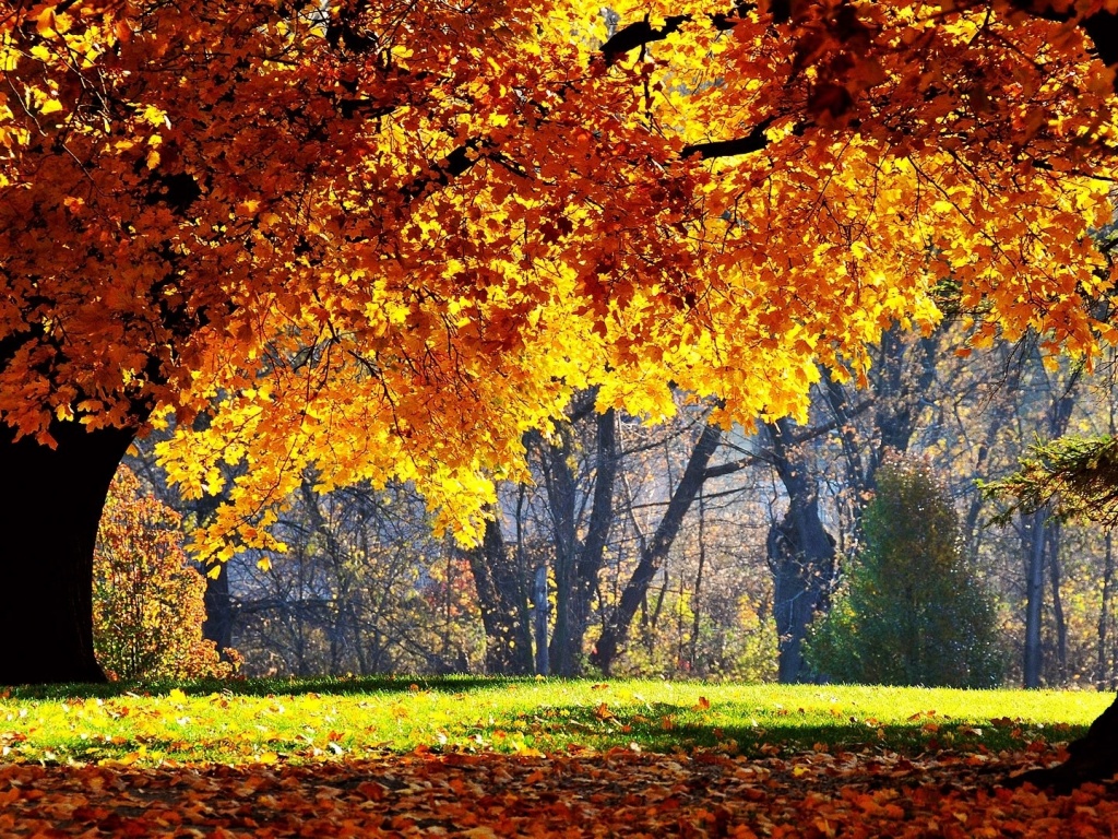 Размашистое осеннее дерево обои