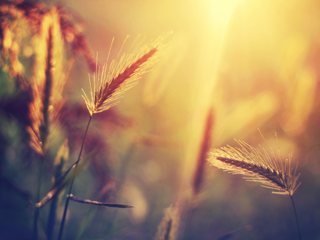 Травинки на солнце обои