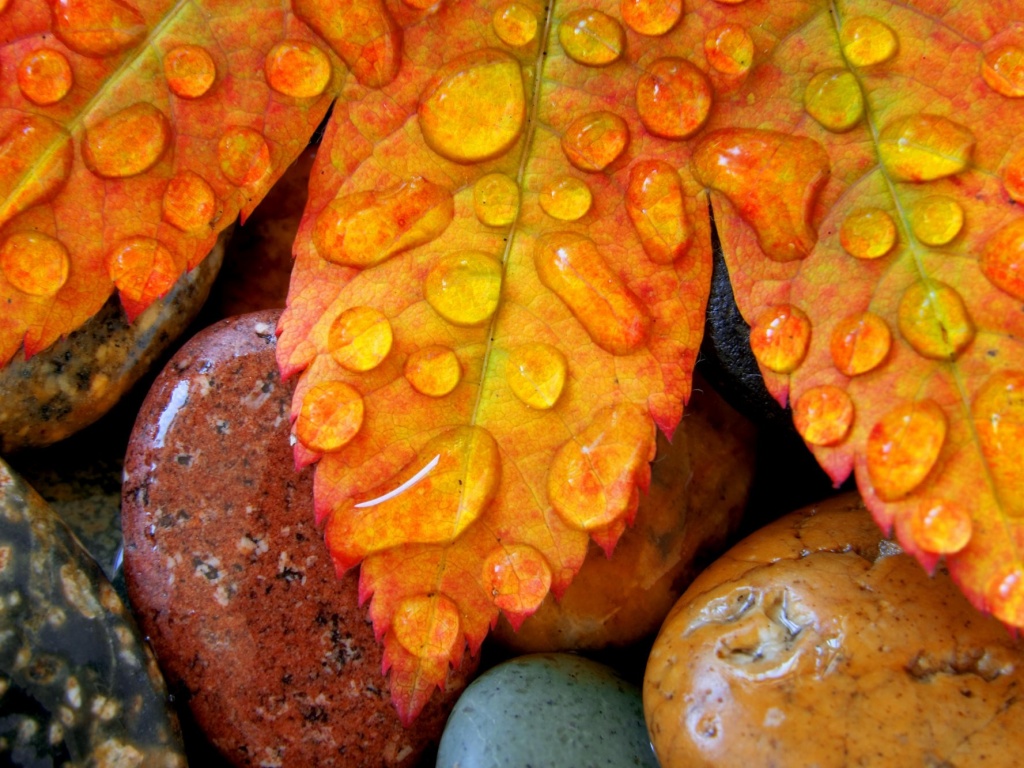 Мокрые листья на камнях обои