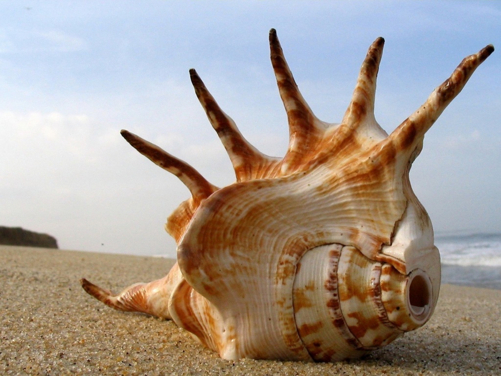 Раковина с гребнем обои