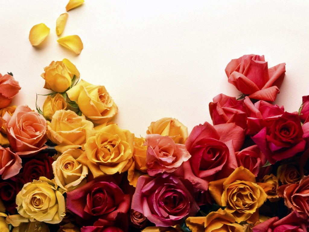 Розы  обои