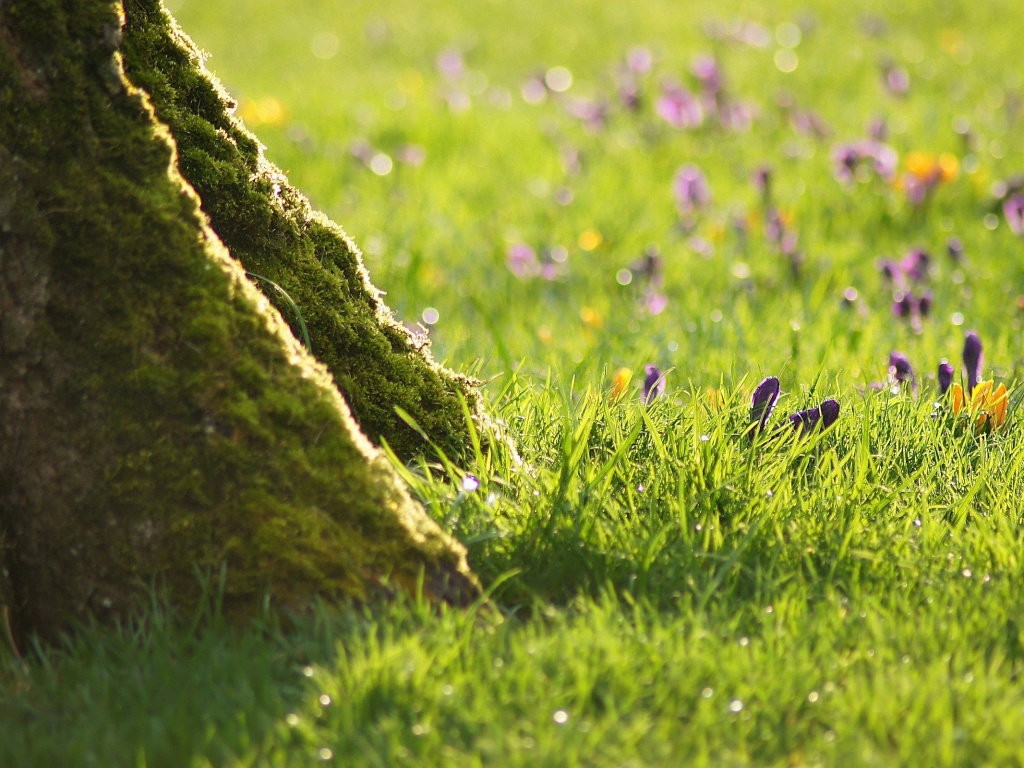 Дерево в траве обои