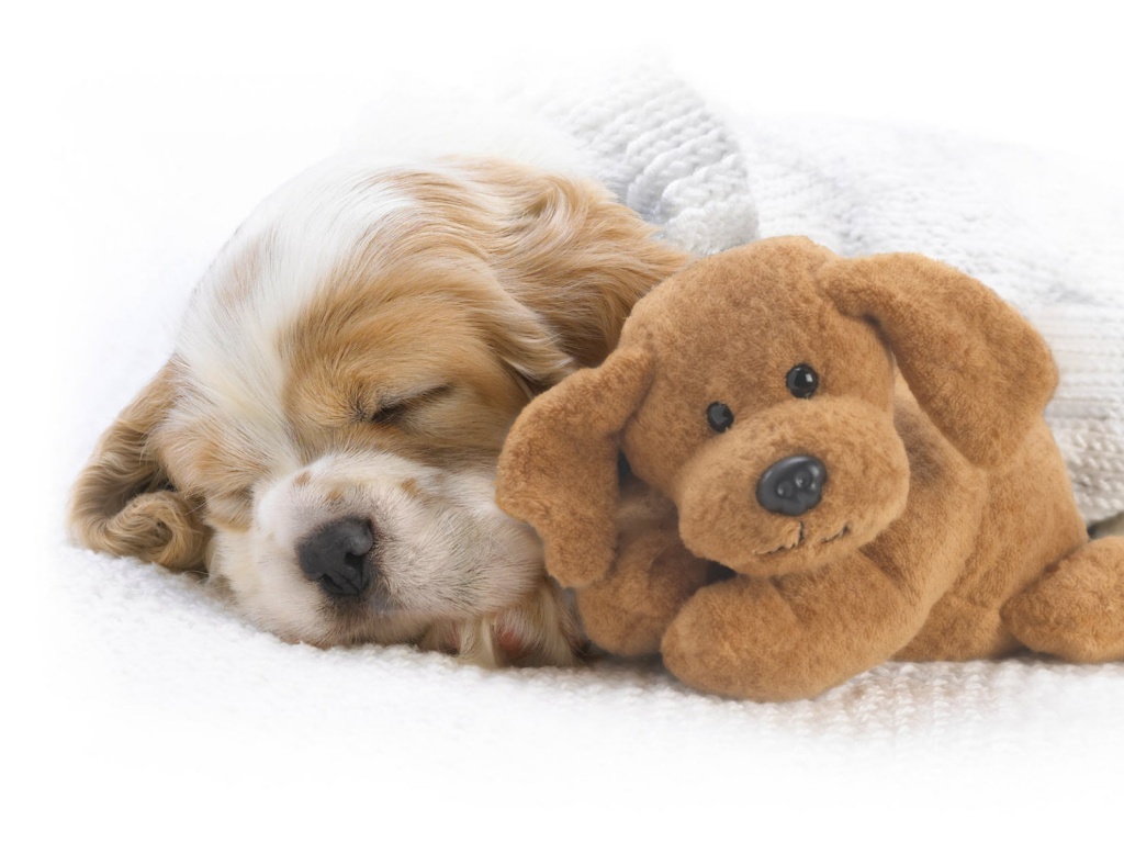 Собака спит с игрушкой обои