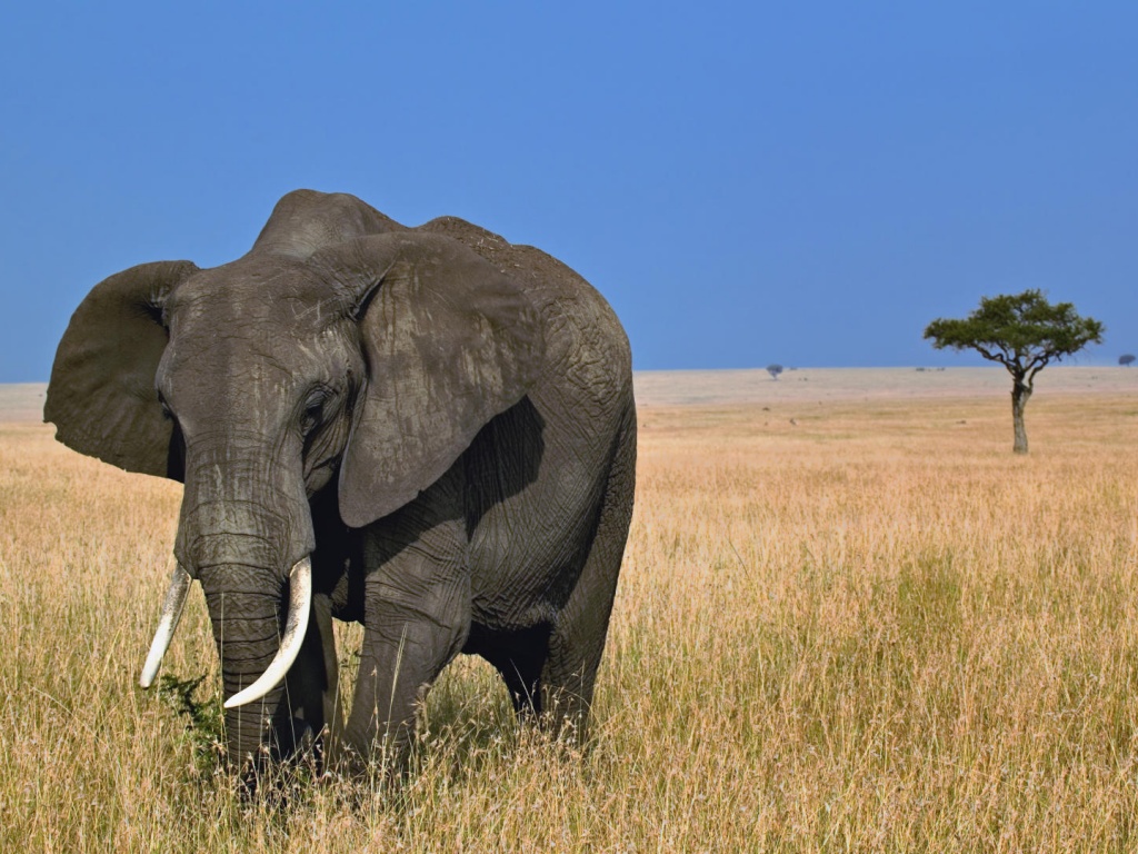 Африканский слон обои