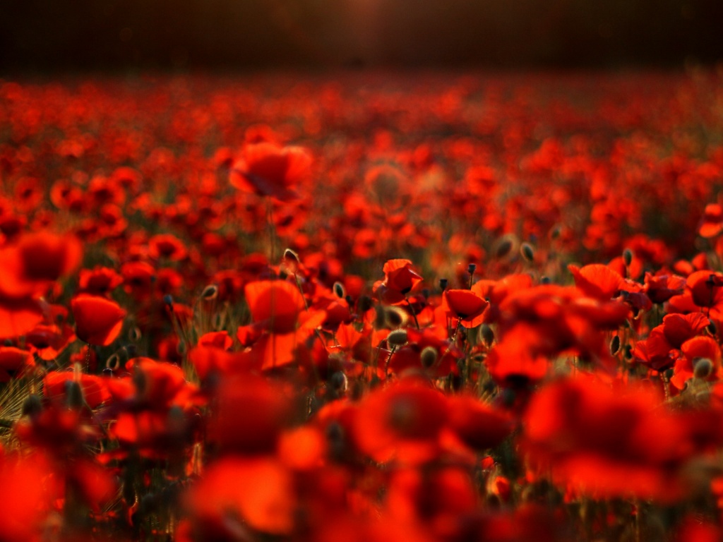 Маки в полях обои