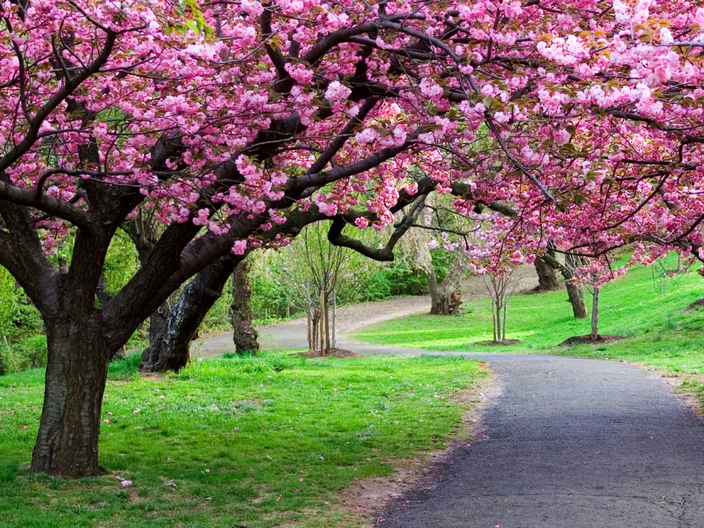 Дорожка между деревьями обои