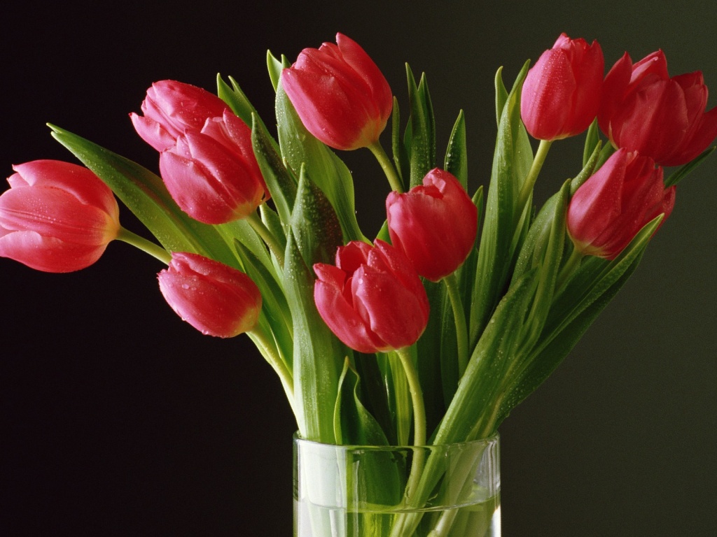 Букет тюльпанов обои