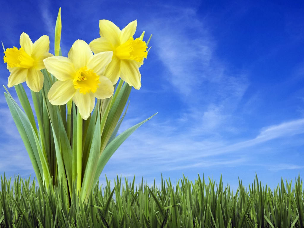 Букет цветов в траве обои