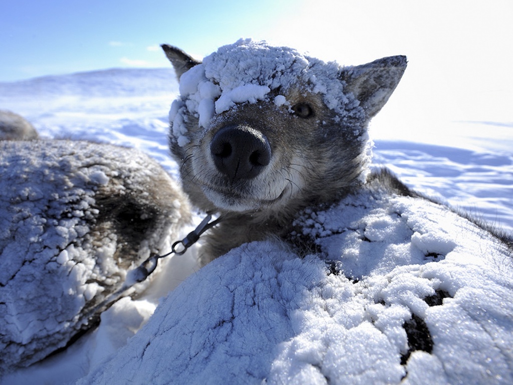 Собачка под снегом обои