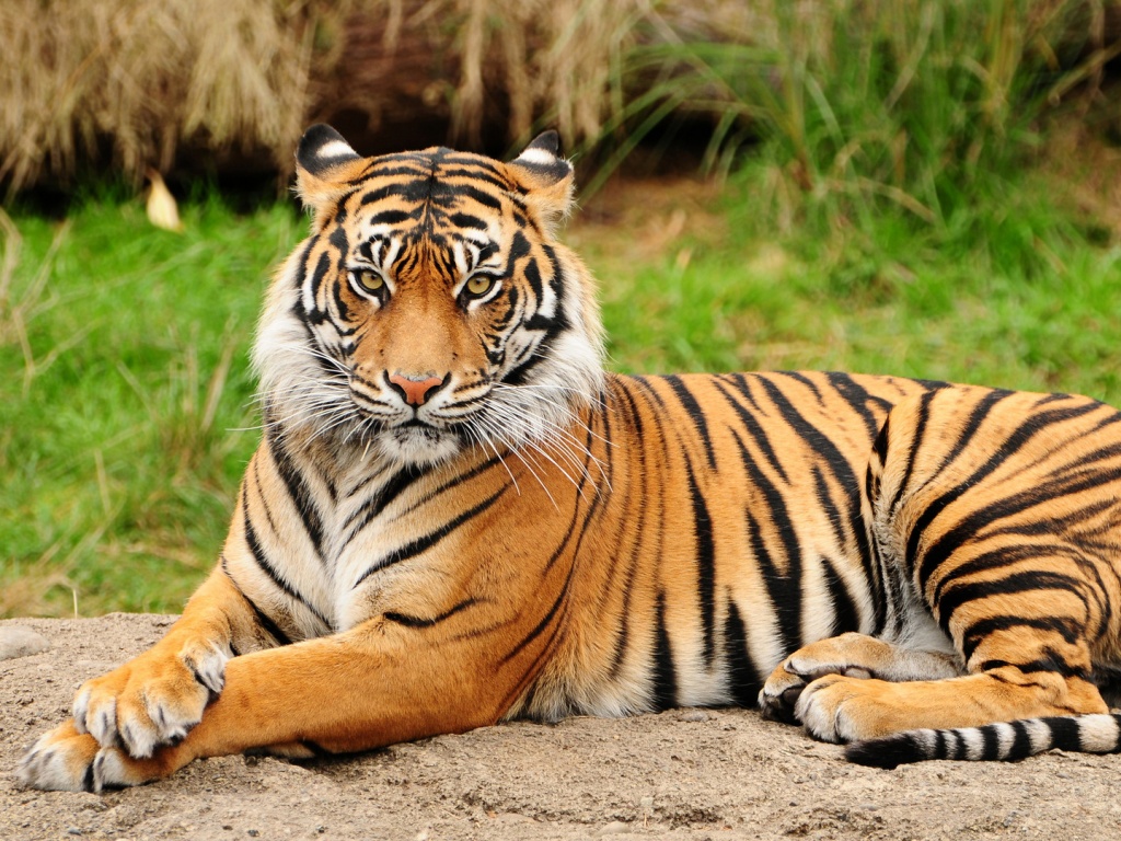 Тигр отдыхает обои