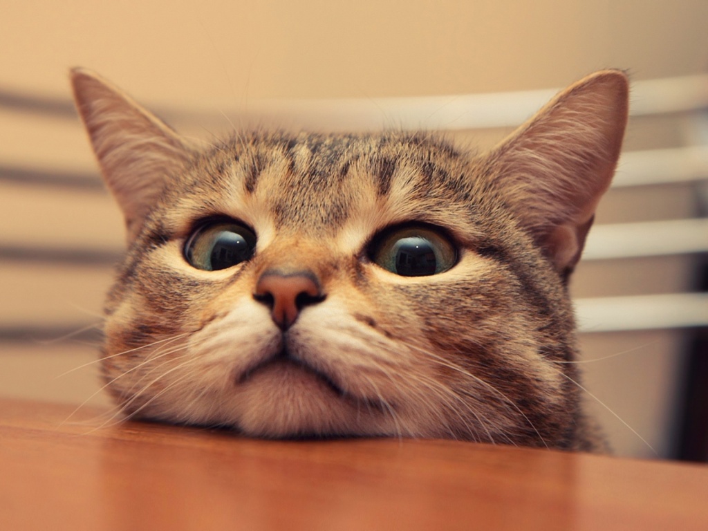 Любопытный котейка обои