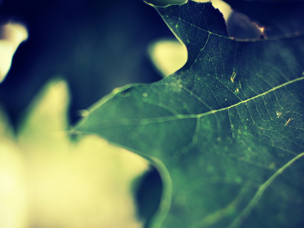 Темно-зеленый лист в макро обои