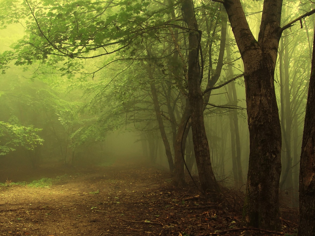 Зеленоватый туман обои