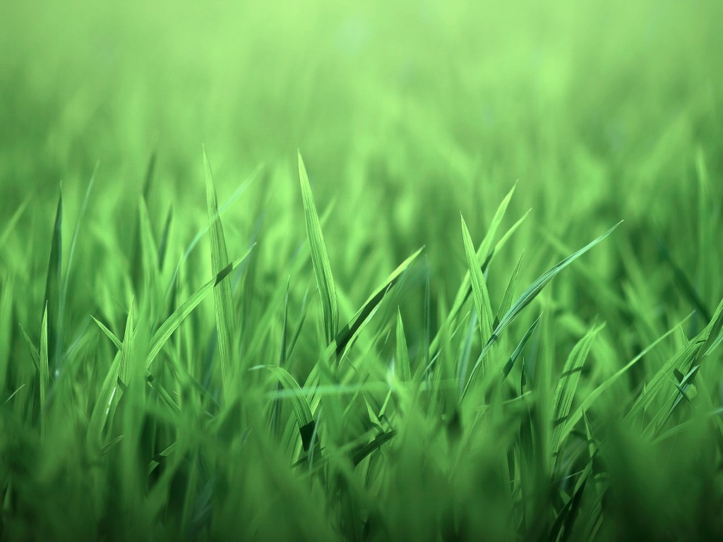 Трава обои