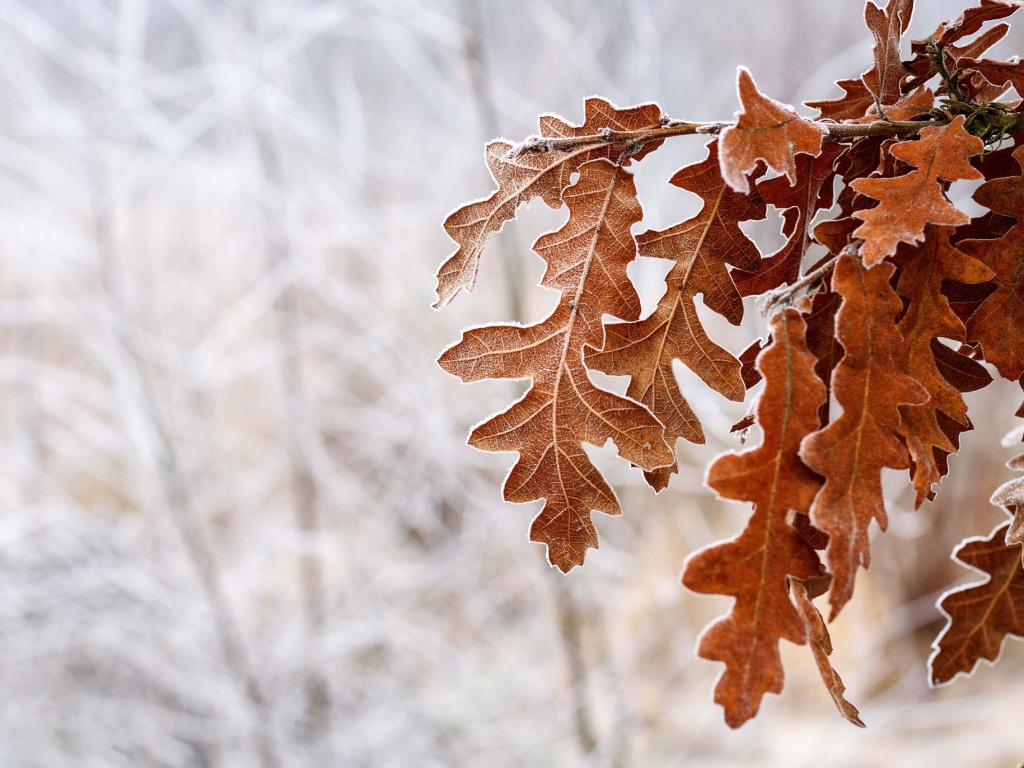Дубовые листья обои