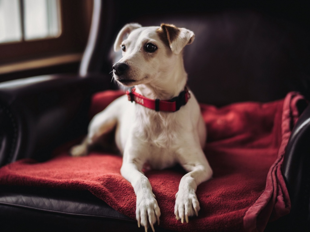 Собака на кресле обои