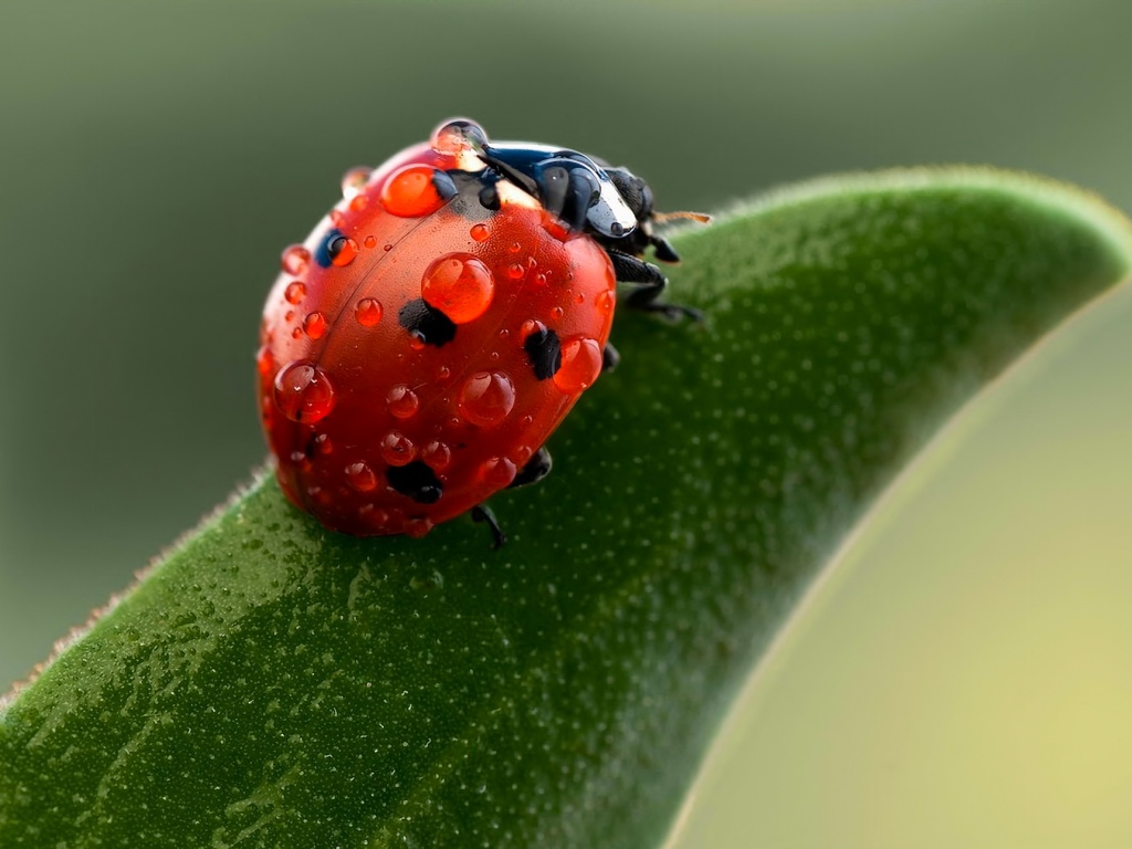 Божья коровка в макро обои