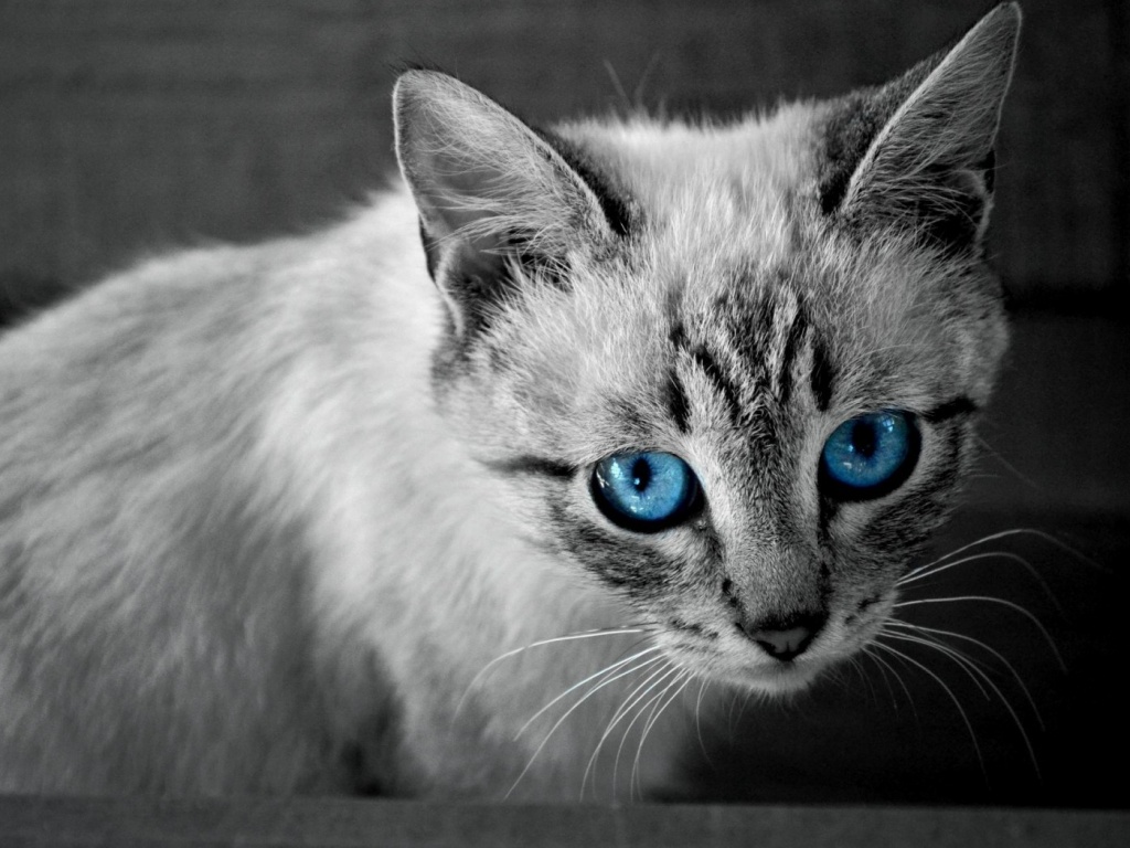 Котенок с синими глазами обои