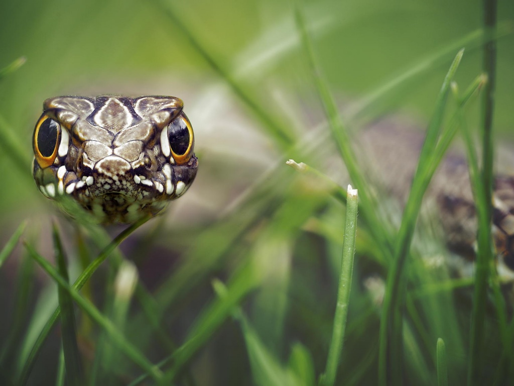 Змея в траве обои