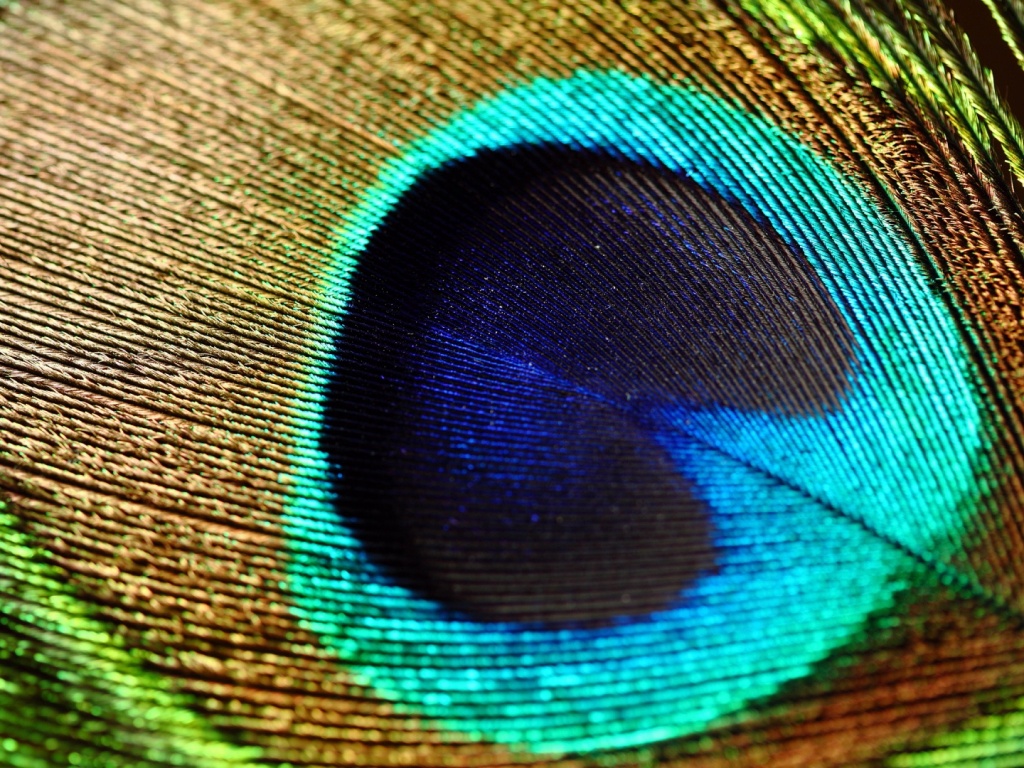 Перо павлина обои