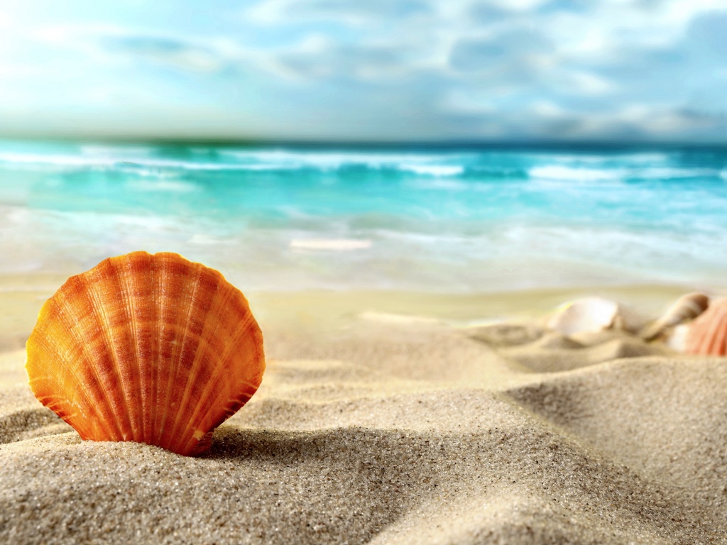 Раковина на летнем бережке обои