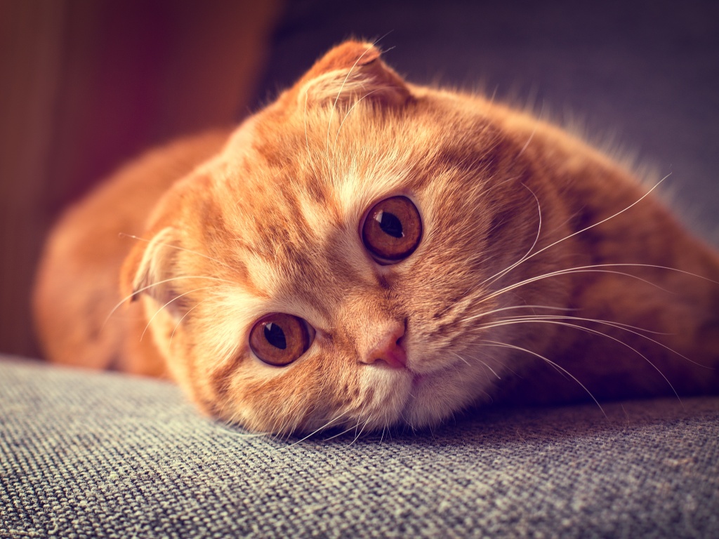 Скоттиш фолд рыжий обои