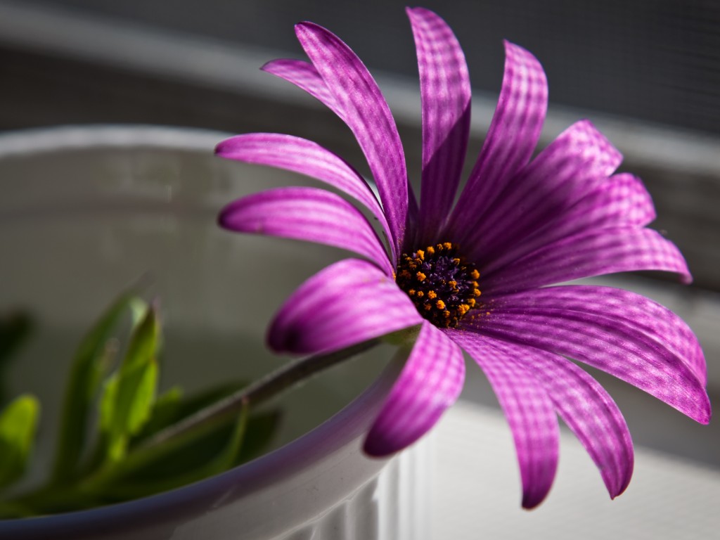 Сиреневый цветок в стакане обои