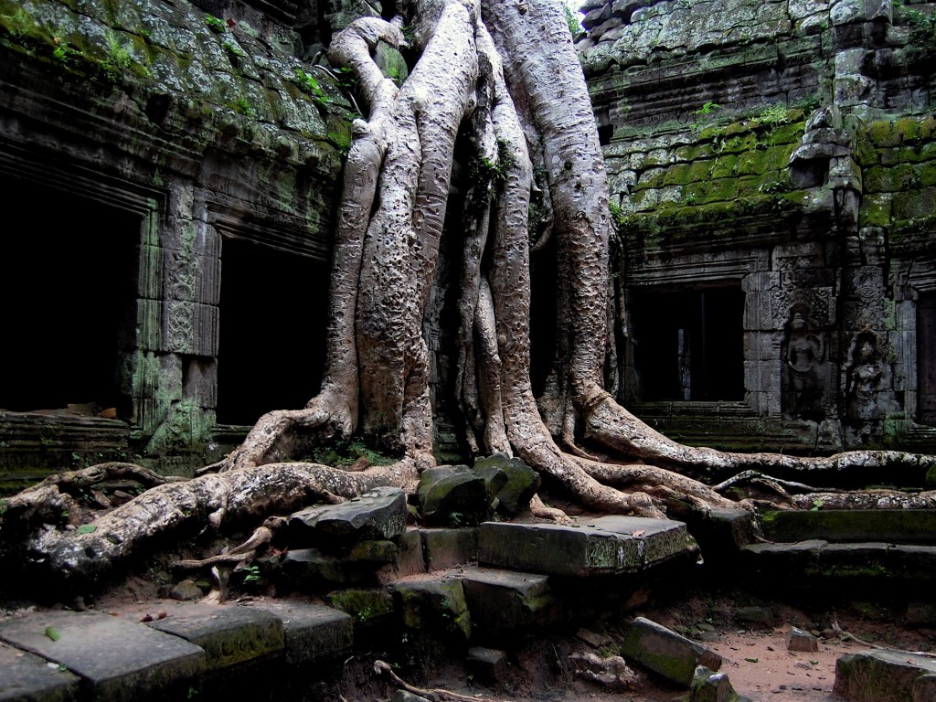 Мощные корни обои