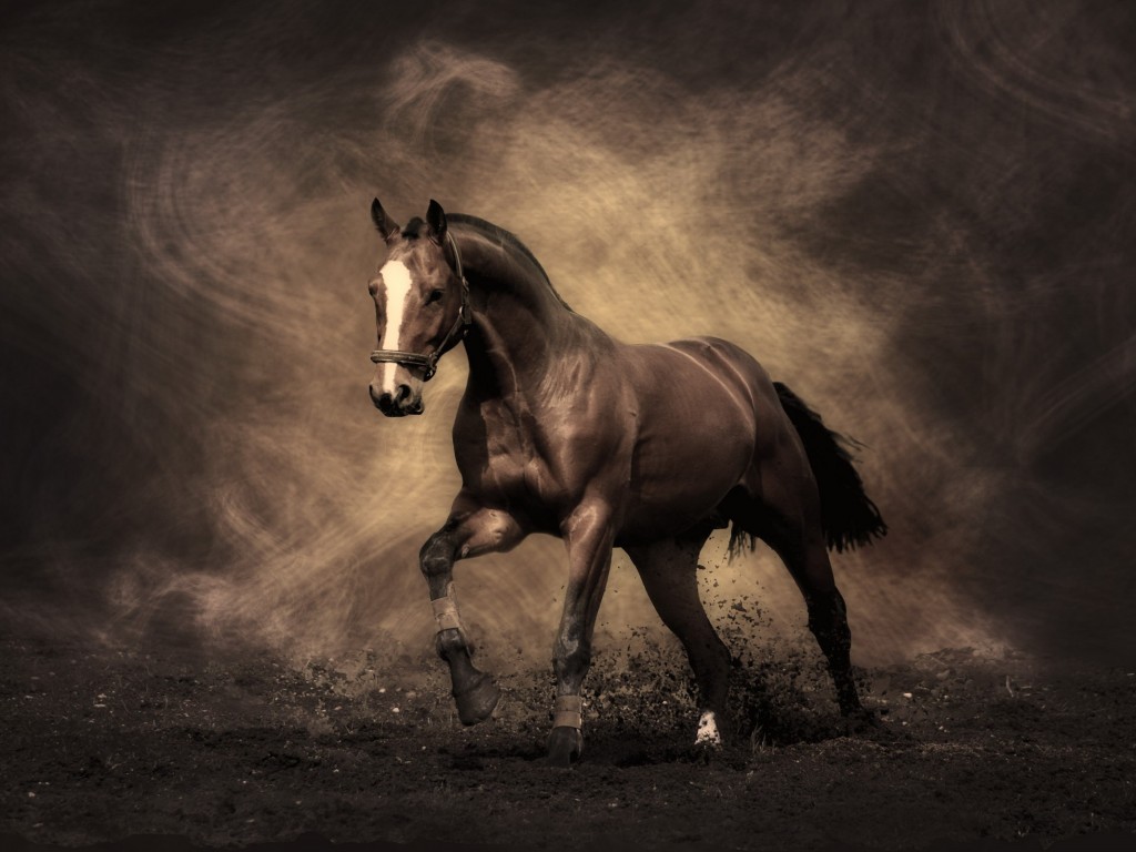 Лошадь обои