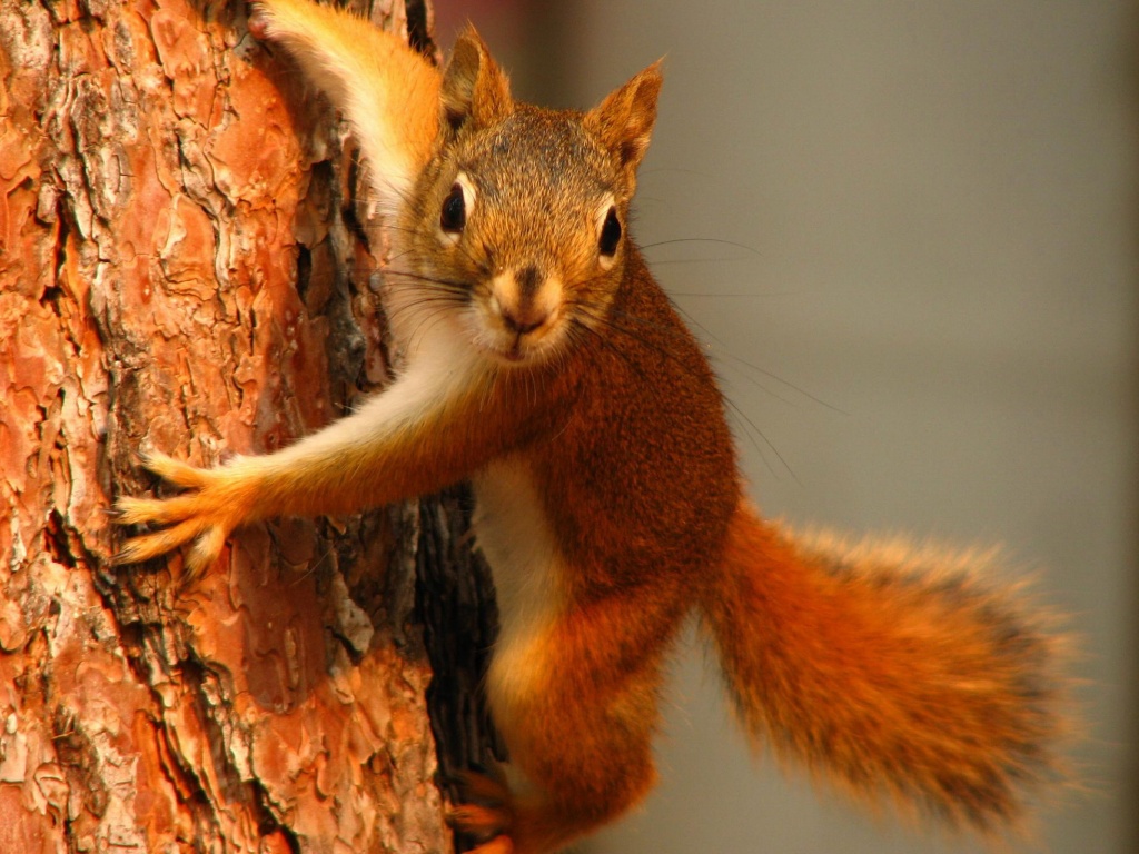 Белка на дереве обои