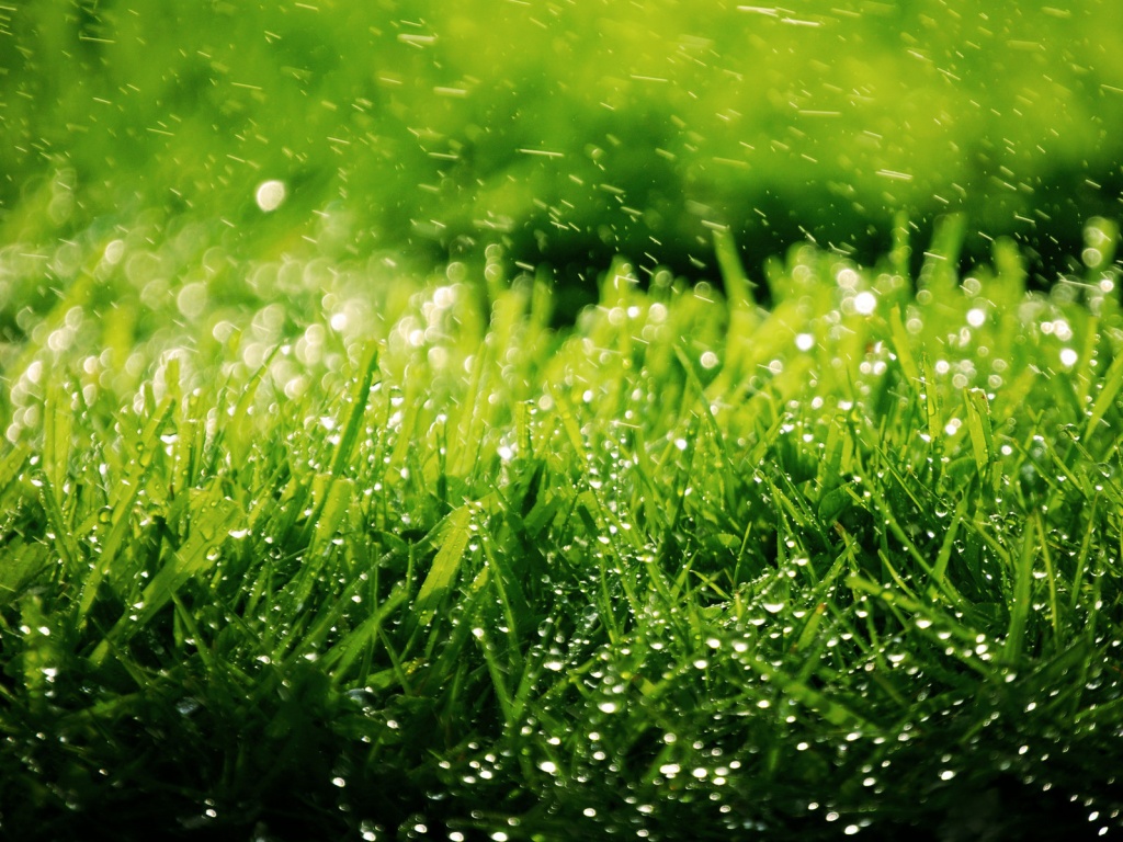 Роса на траве обои