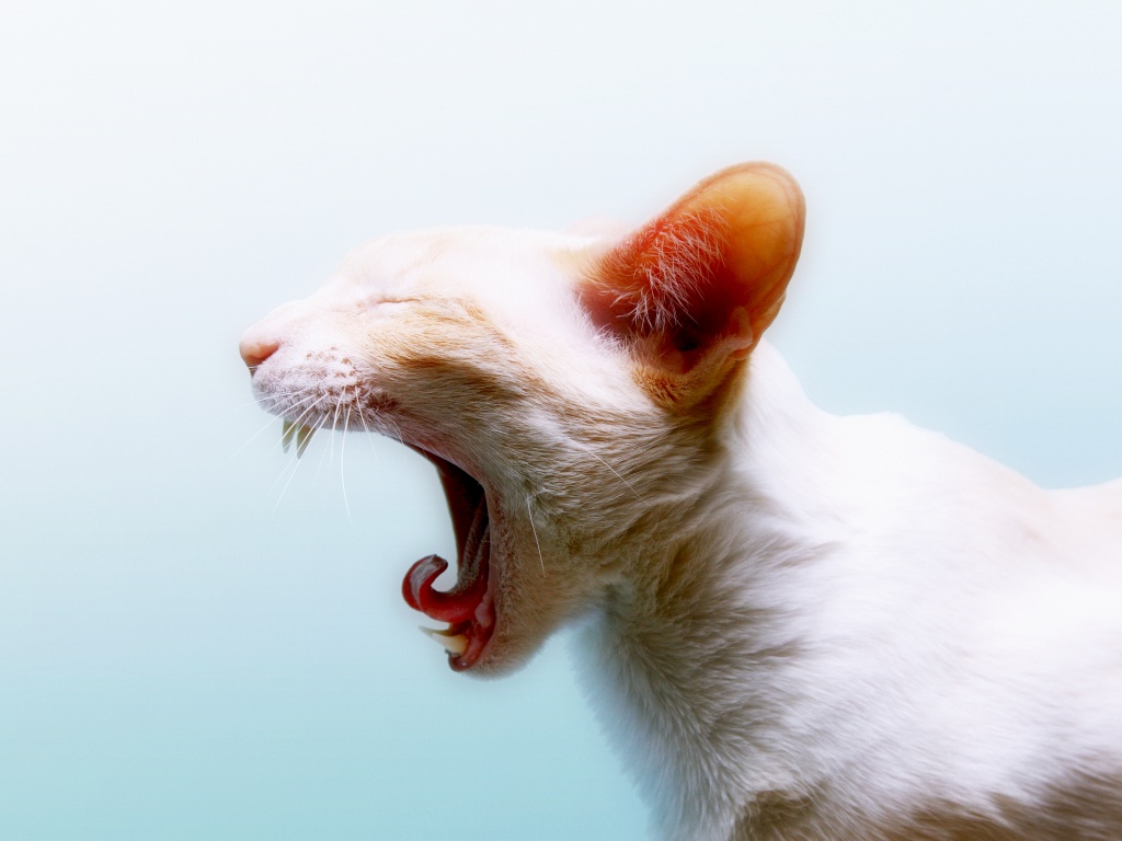 Кошака-зевака обои