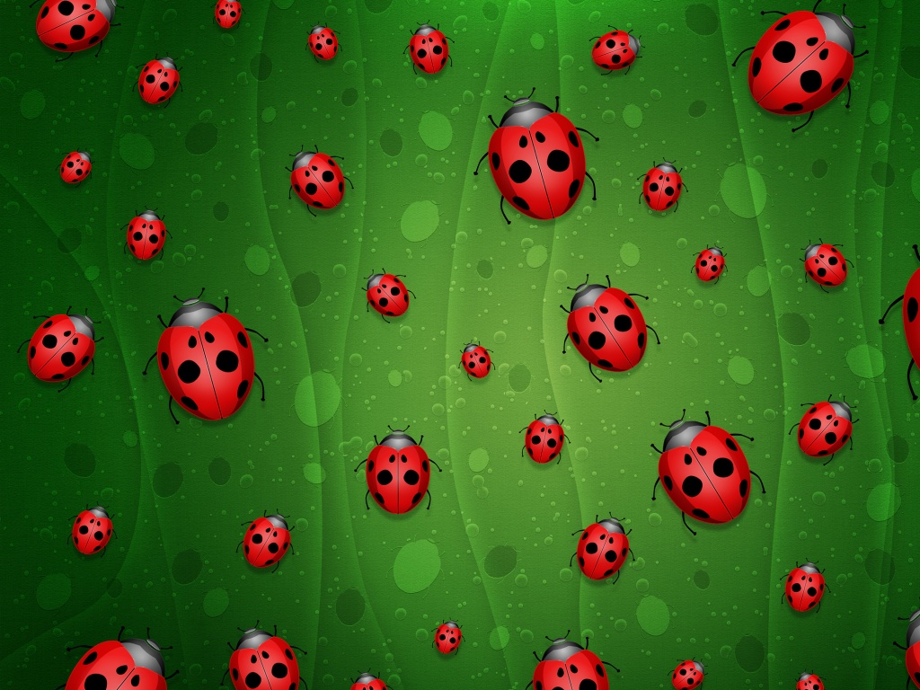 Божьи коровки обои