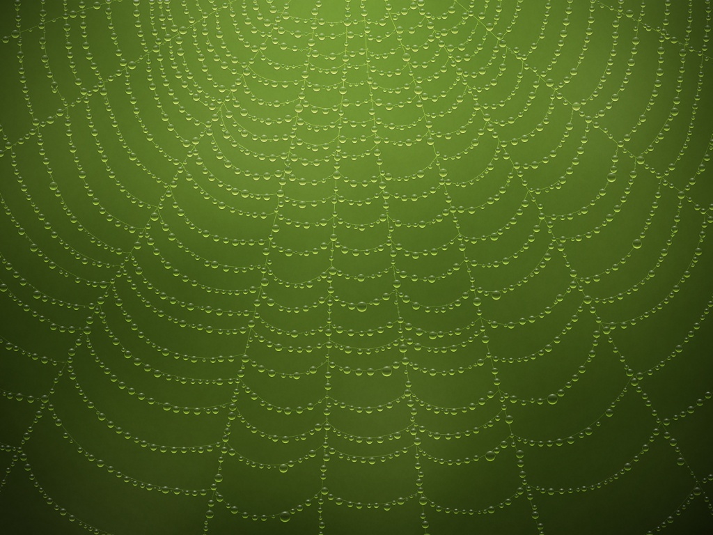 Роса на паутине обои