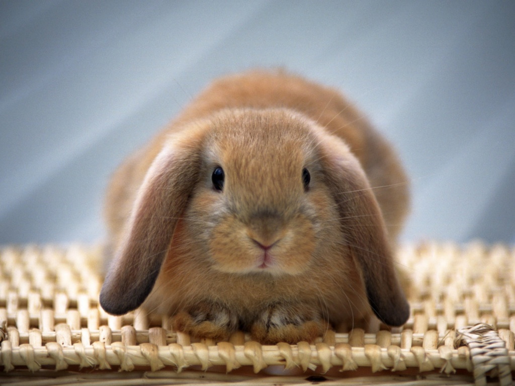 Кроличек обои