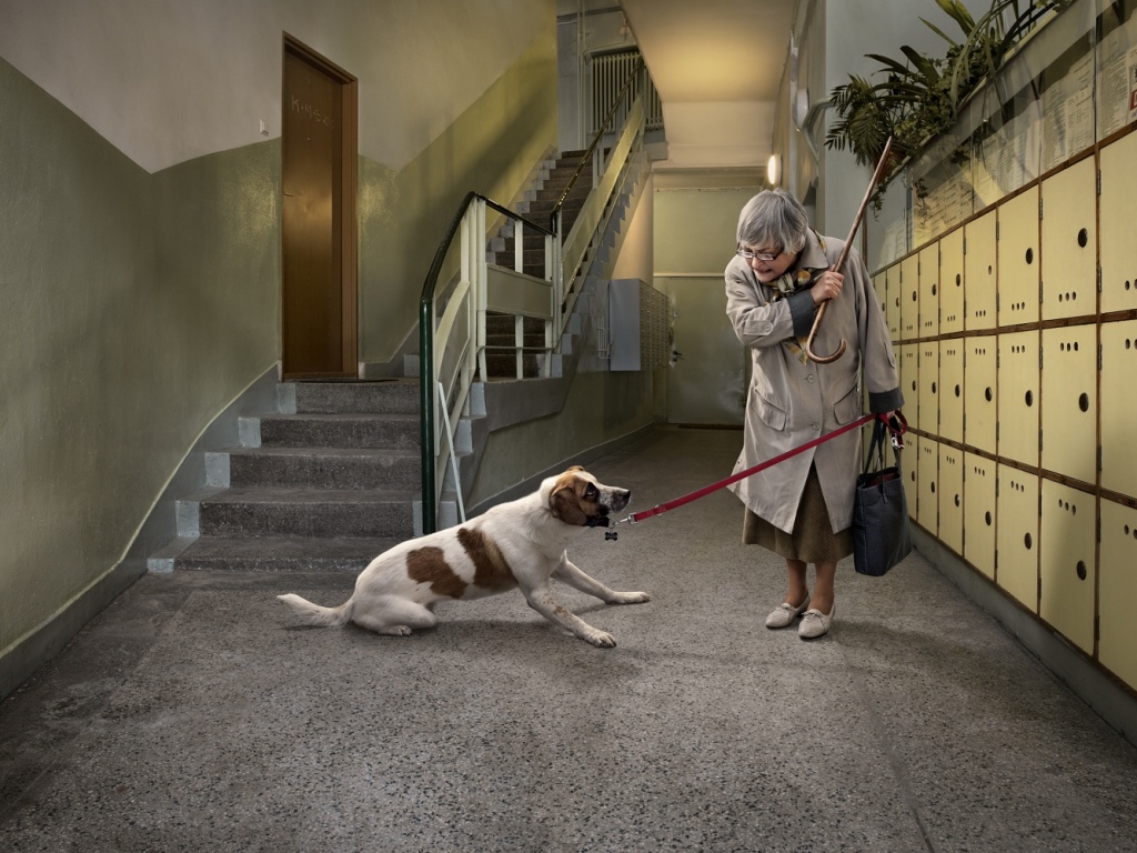 Непослушная собака обои