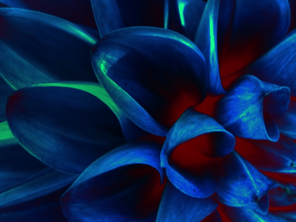 Лепестки обои