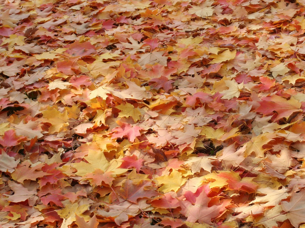 Листья клена обои