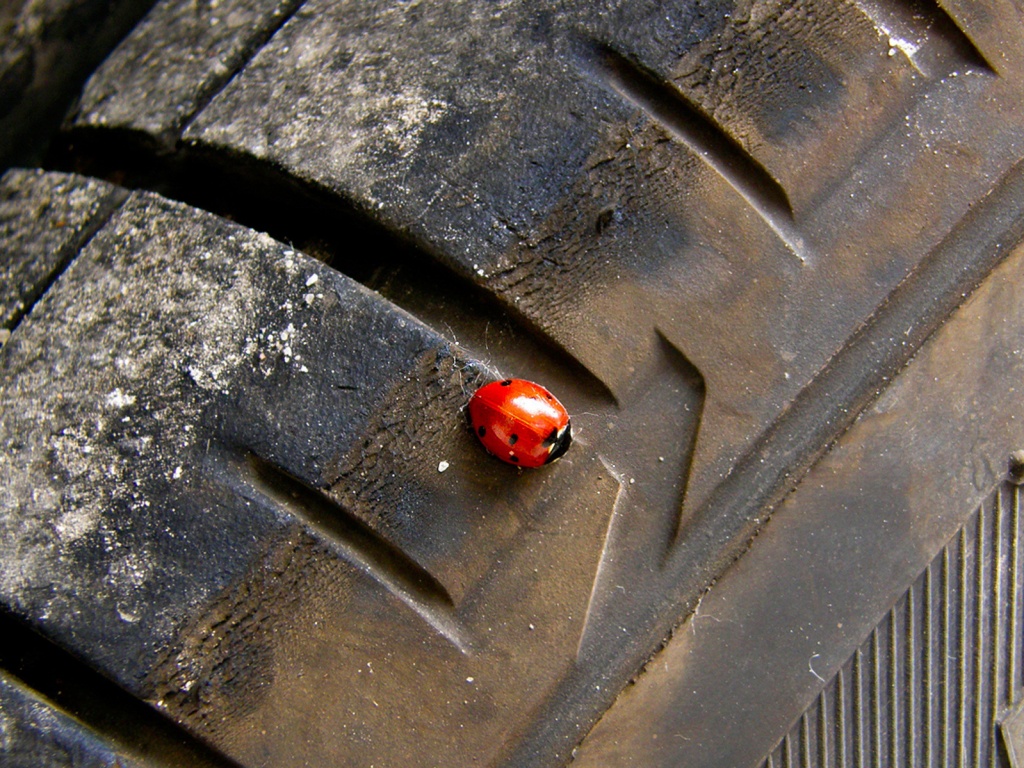 Божья коровка на автомобильной покрышке обои
