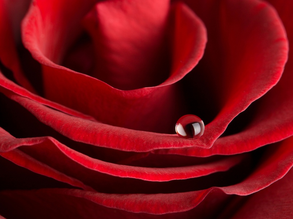 Капля воды на лепестке розы обои