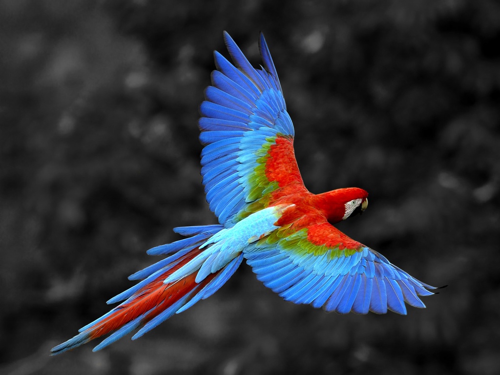 Попугай фото обои
