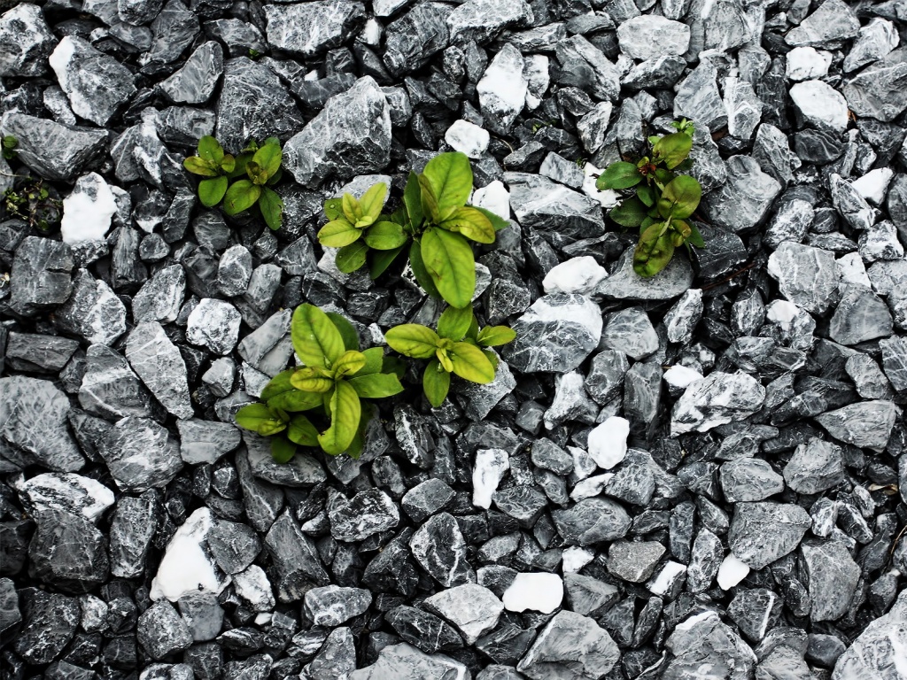 Цветы среди камней обои