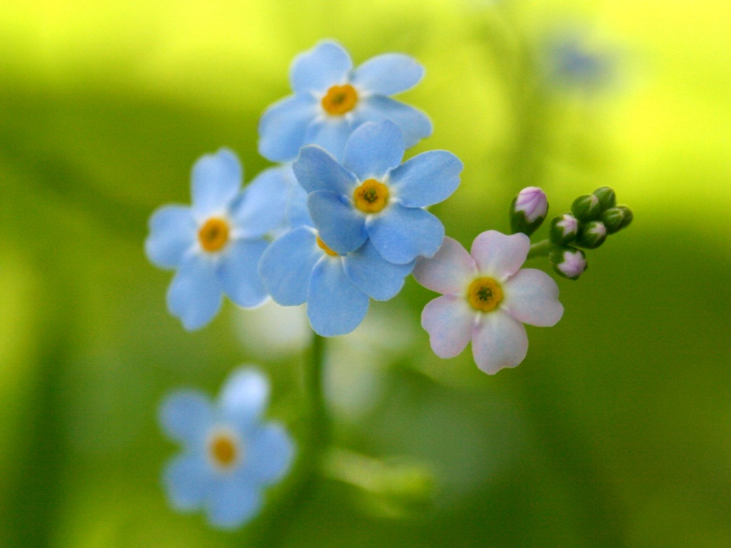 Обои цветов обои