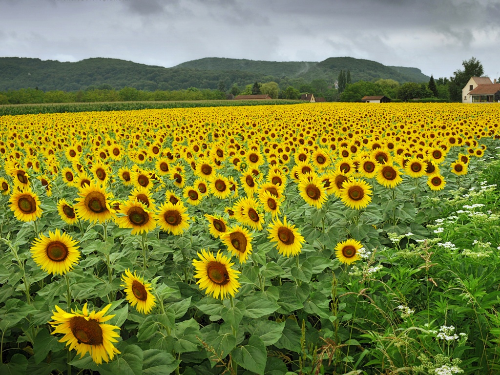 Живописное поле подсолнухов обои