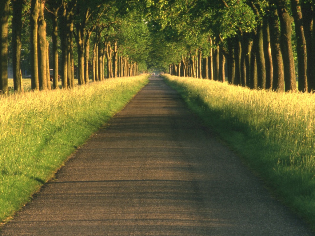 Живописная аллея обои