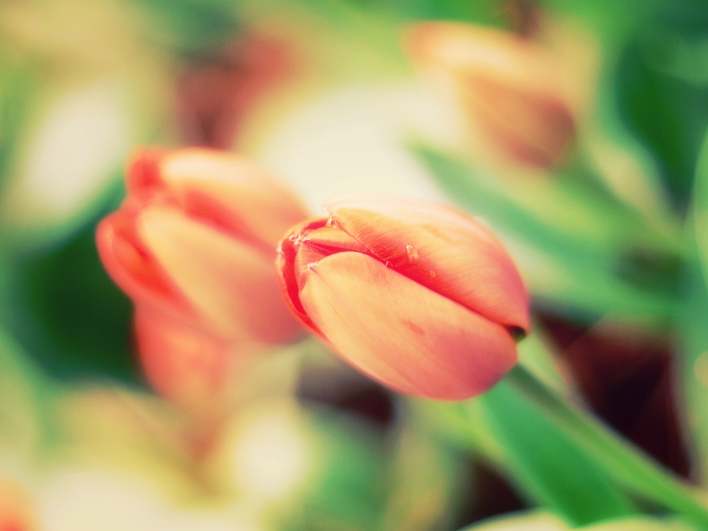 Красивый тюльпан обои