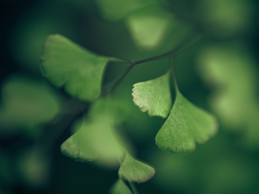 Дикие зеленые листья обои