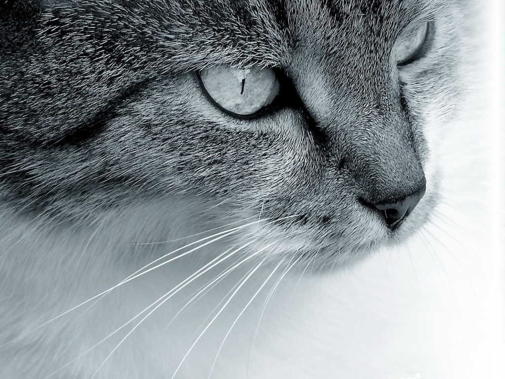 Очень красивый кот обои