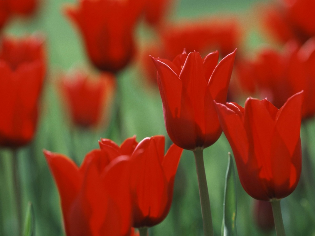 Красные цветы обои